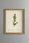 White Flowering Rose Sapling - Vintage Patterned Painting - Slim Model