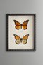 Two Orange Butterflies - Vintage Patterned Painting - Slim Model