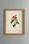 Pink Rose - Vintage Patterned Painting - Slim Model