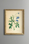 Forget-Me-Not Flower - Vintage Patterned Painting - Slim Model