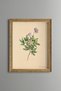 Wild Anemone - Vintage Patterned Painting - Slim Model