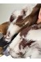 PATTERNED SHawl Collar FUR - 7