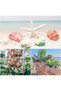 Shell 50PCS 2''-3'' Scallop Shell Small Seashells - 6