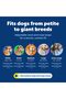 Gentle Leader No-Pull Dog Headcollar - The Ultimate Solution to Pulling - Redirects Your Dog's Pulli - 4