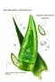 Aloe Vera Gel 250 ml – Intensive Moisture and Elasticity with Collagen and Hyaluronic Acid – 3-Pack - 3