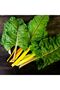 Satus Seeds Mangold Yellowmoray F1 (Yellow)– 250g - 2