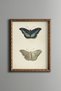 Butterfly – Top and Bottom View – Vintage Patterned Painting – Slim Model