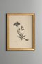 Wildflower Illustration - Vintage Patterned Painting - Fine Art Print