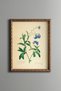 Forget-Me-Not Flower - Vintage Patterned Painting - Slim Model