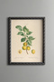 Alpine Strawberry - Vintage Patterned Painting - Slim Model