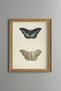 Butterfly – Top and Bottom View – Vintage Patterned Painting – Slim Model
