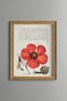 Poppy, Snail, and Fly - Vintage-Patterned Painting - Slim Design