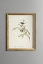 Australian Birds - Vintage Patterned Painting - Slim Model