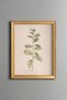 Curved Leaf Branch - Vintage Patterned Painting - Slim Model