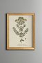 St. John's Wort - Vintage Patterned Painting - Slim Model
