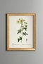 Yellow Wild Rose - Vintage Patterned Painting - Slim Frame