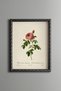 Pink Rose - Vintage Patterned Painting - Slim Model