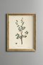 Balsam Tree Branch - Vintage Patterned Painting - Slim Model