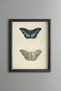 Butterfly – Top and Bottom View – Vintage Patterned Painting – Slim Model