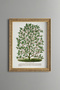 Magnolia Tree - Vintage Patterned Painting - Slim Model