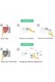 Smart Fingerbot Tuya Bluetooth Switch Button Pusher Bluetooth Smart Switch Works with Tuya Smart Lif - 4