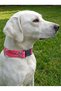 Dog Collar Adjustable for All Breeds 2.5 cm Wide Colar Cord