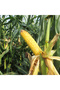 Satus Seeds Sweet Corn Sagor F1 – 500 seeds - 2