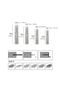 Superior Quality White Plastic Expand Plug Screw M6x30mm 100Pcs - 3