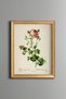 Pink Gonca Rose - Vintage Patterned Painting - Slim Model