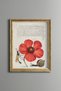 Poppy, Snail, and Fly - Vintage-Patterned Painting - Slim Design