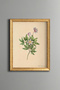 Wild Anemone - Vintage Patterned Painting - Slim Model