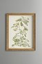 Floral Plant Study - Vintage Patterned Painting - Slim Model