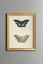 Butterfly – Top and Bottom View – Vintage Patterned Painting – Slim Model