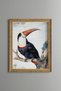 Red-Billed Toucan - Vintage Patterned Painting - Slim Frame