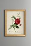 Red Rose - Vintage Patterned Painting - Slim Model