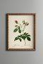 Pink Rose Hills - Vintage Patterned Painting - Slim Model