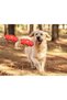 5 light-up bouncing frisbee pet balls – light-up frisbee toy, bouncing ball, dog and cat play toy, pet toy, disposable frisbee. - 3