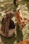 Orange Bambi Pattern Borderless Shawl Model 2 - 2