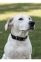 Adjustable Dog Collar for Small, Medium, and Large Breeds—Scottish Rope & Leather, Blue - 3