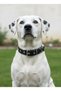 Adjustable Dog Collar for Small, Medium, and Large Breeds—Scottish Rope & Leather, Green & White - 3