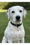 Adjustable Dog Collar for Small and Large Breeds—Scotch Rope & Leather, Green & Blue - 3