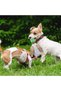 Plush Squeaky Duck Pet Toy - Squeaky and Durable Plush Duck Toy for Dogs - 3