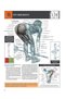 Strength Training Anatomy - 7
