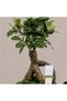 Elegant Bonsai Gift - 2