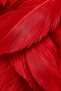Halloween Red Real-Feathered Angel Wings, 80x70 cm—Halloween Costume and Party Accessory - 5