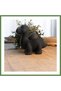 3D-Printed Dinosaur Egg Holder - Cute Eggosaurus Egg Holder - Black HB006