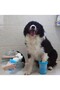 Welfare Dog Paw Washer, SMALL GEN01 - 2