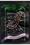 Mix Color Broken Natural Stone Series – Colorful and Stylish Design