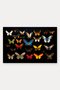 Colorful Butterfly Collection Patterned 436 Doormat, 40x60 cm, Non-Slip Sole, Decorative - 5