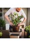 2 Pack Durable Garden Plant Support Cage Stakes - 6